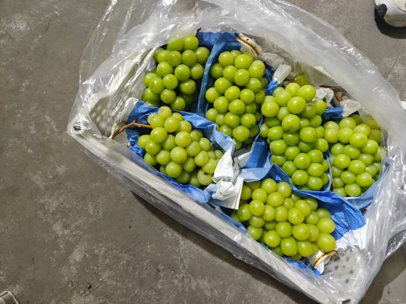 阳光玫瑰精品阳光玫瑰葡萄河北葡萄对接档口电商商标市场