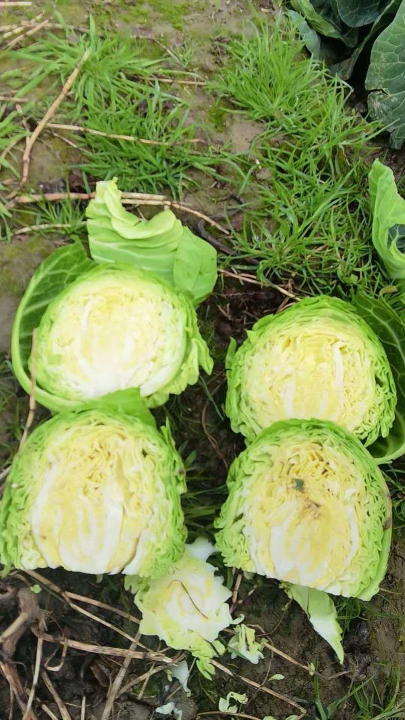湖北甘蓝清甜可口价格美丽质量好走货快欢迎询价