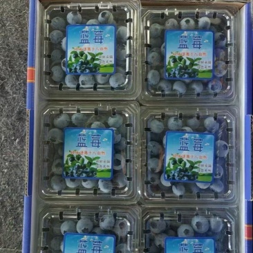 蓝莓山东蓝莓L25产地直供包装齐全协助装车欢迎电联