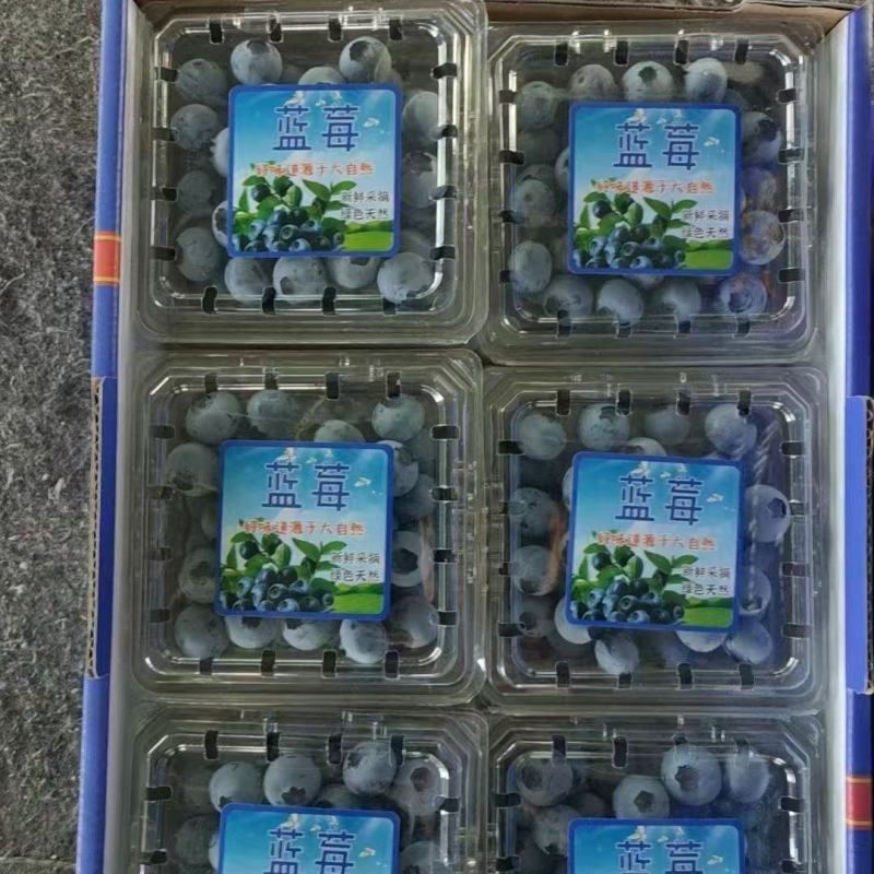 蓝莓山东蓝莓L25产地直供包装齐全协助装车欢迎电联