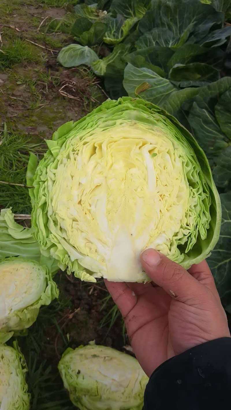 湖北甘蓝清甜可口价格美丽质量好走货快欢迎询价