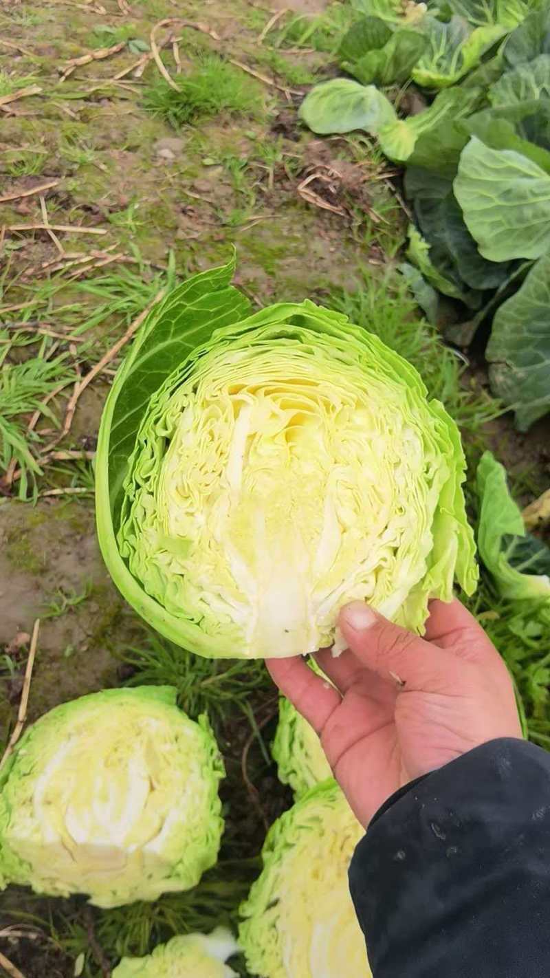 湖北甘蓝清甜可口价格美丽质量好走货快欢迎询价