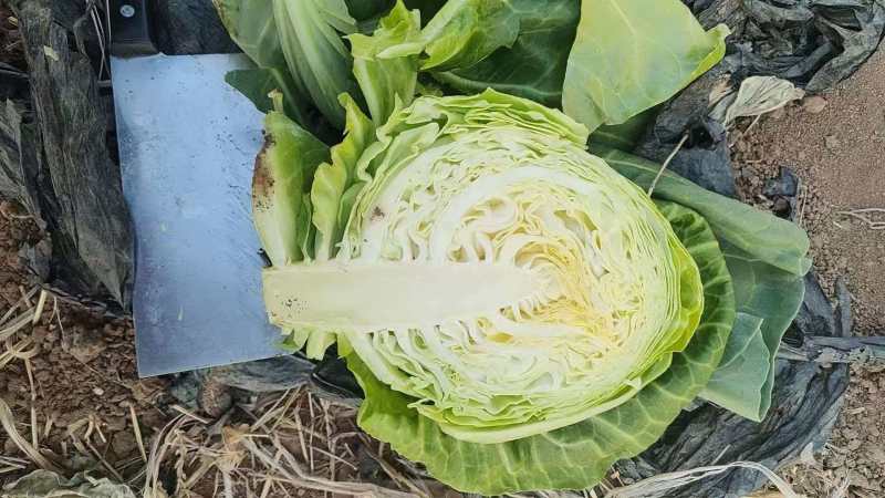 湖北甘蓝清甜可口价格美丽质量好走货快欢迎询价