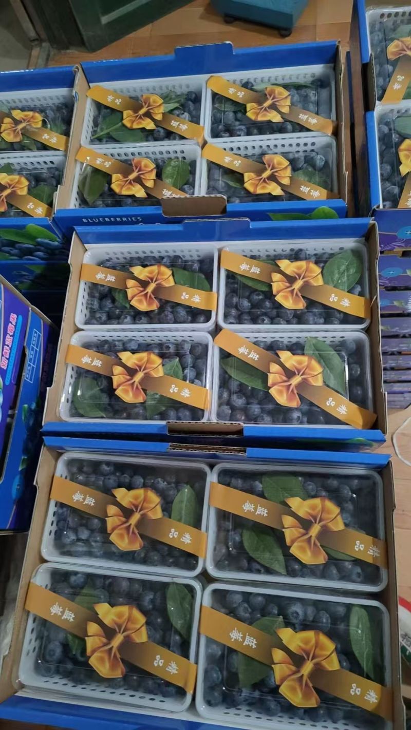 蓝莓山东蓝莓L25产地直供包装齐全协助装车欢迎电联