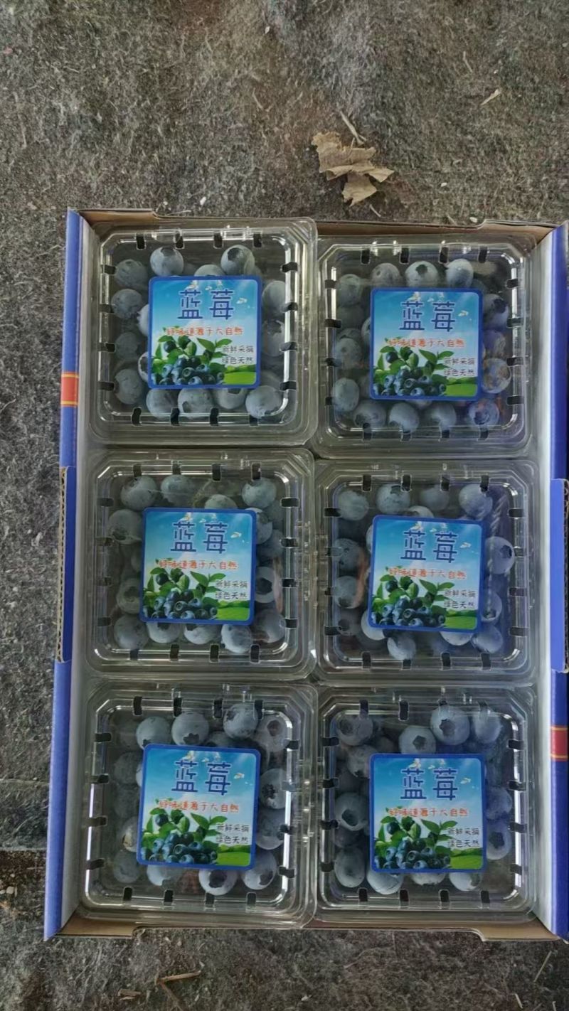 蓝莓山东蓝莓L25产地直供包装齐全协助装车欢迎电联
