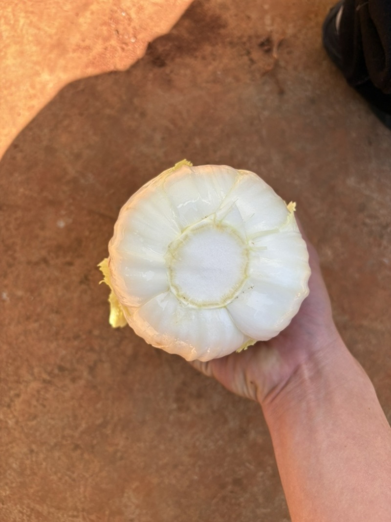 娃娃菜