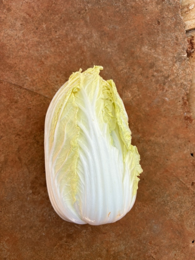 娃娃菜