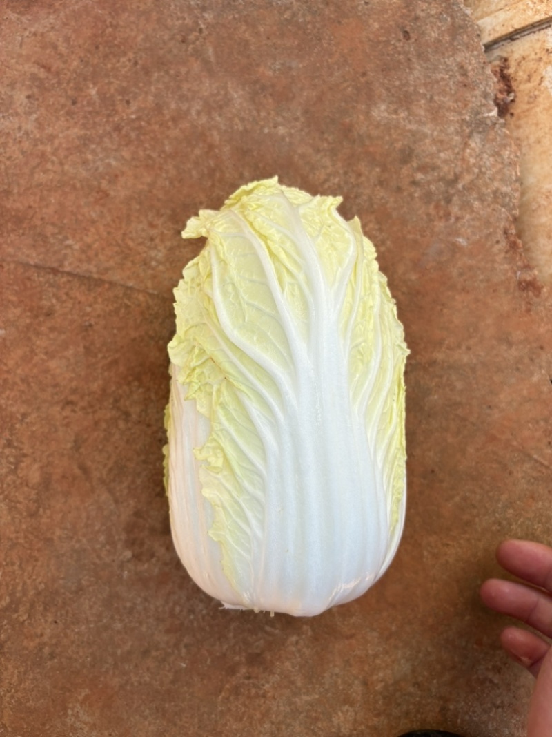 娃娃菜