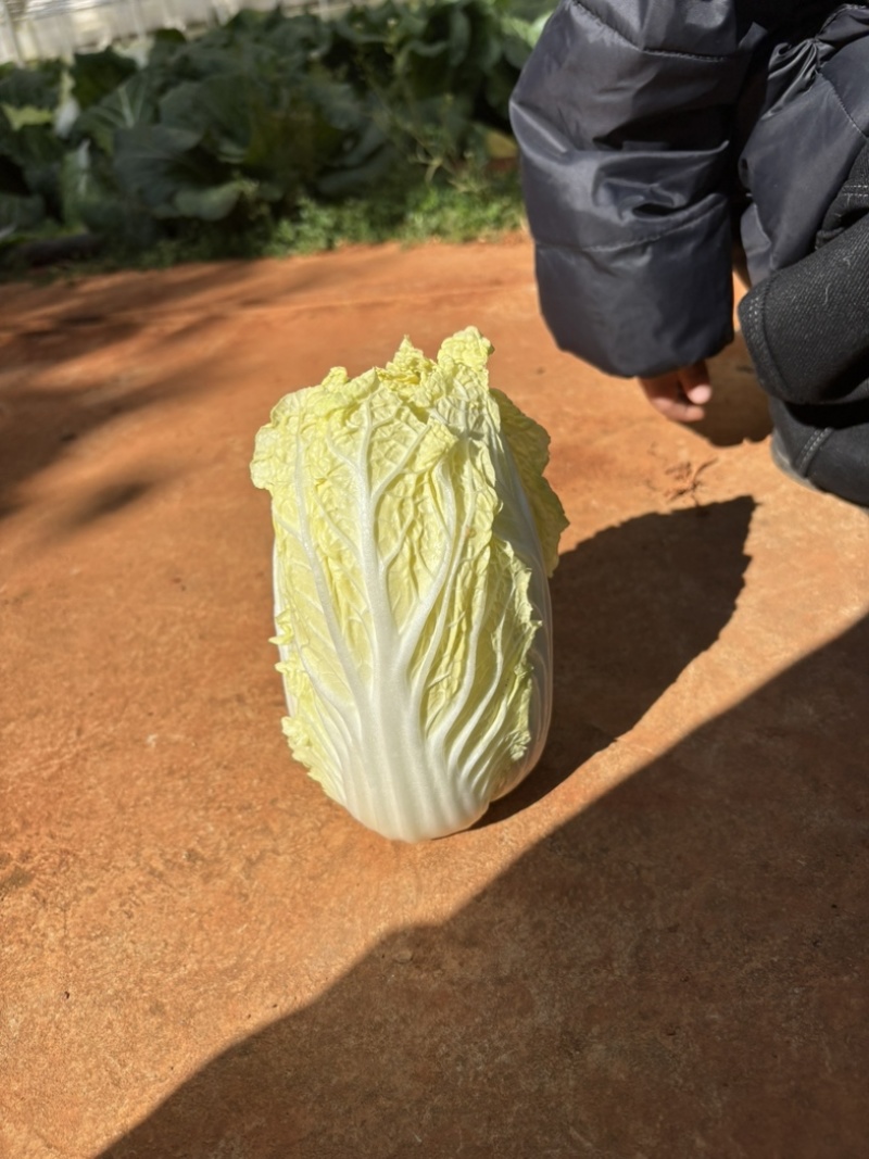 娃娃菜