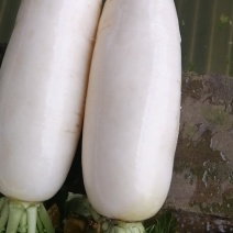 白萝卜