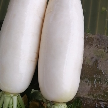 白萝卜