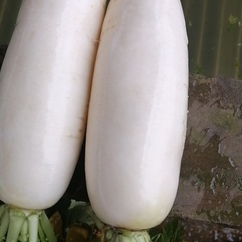 白萝卜