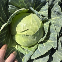铁头大量有货