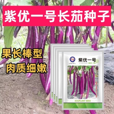 紫优一号长茄种子早熟耐热耐寒果长棒型南北方均可种植