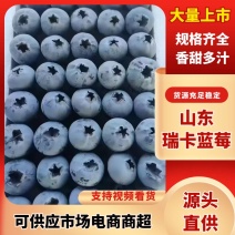 【脆甜蓝莓】山东瑞卡蓝莓头茬现摘按需包装品种保证