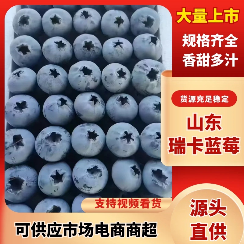 【脆甜蓝莓】山东瑞卡蓝莓头茬现摘按需包装品种保证