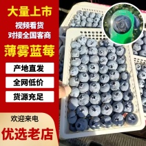 【坏烂包赔】精品薄雾蓝莓山东产区F6L25L11