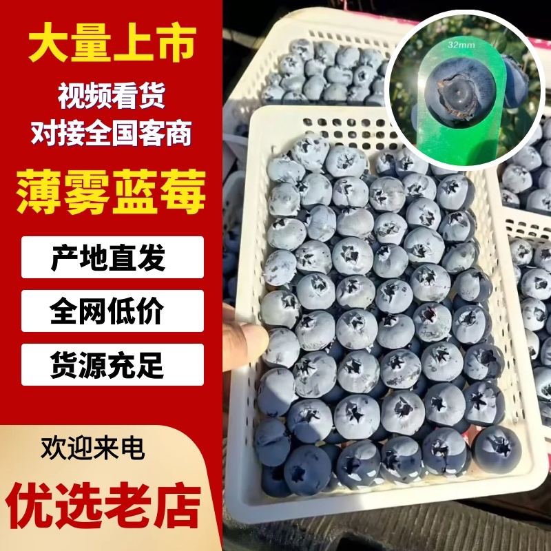 【坏烂包赔】精品薄雾蓝莓山东产区F6L25L11