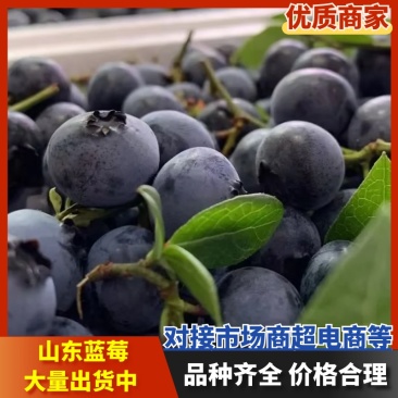 山东精品蓝莓优瑞卡薄雾L11F6品种齐全价格实惠