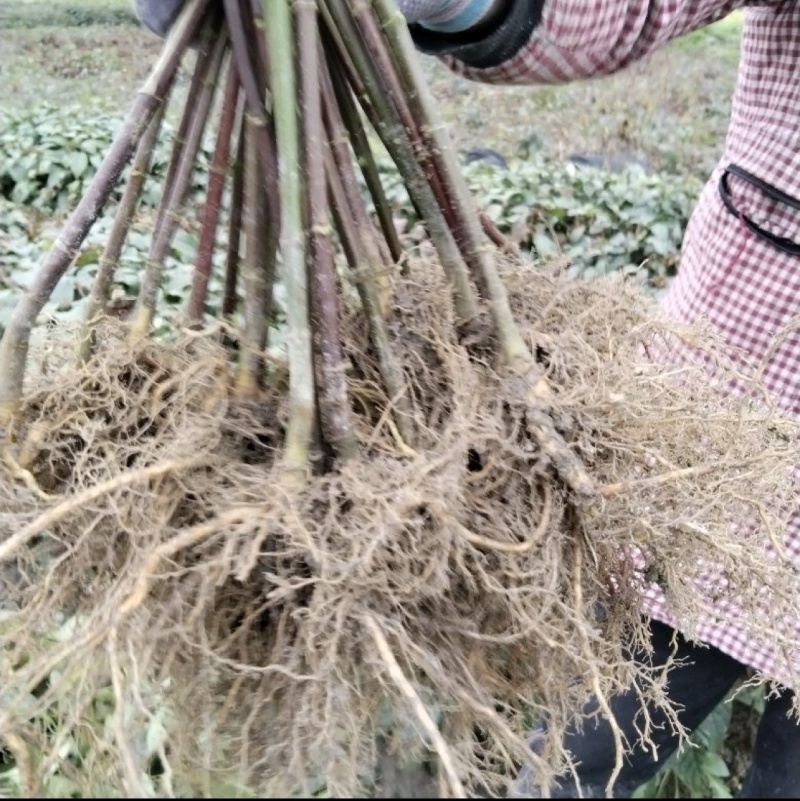 优质双钩藤苗，谁种谁丰收提供技术指导，欢迎来电