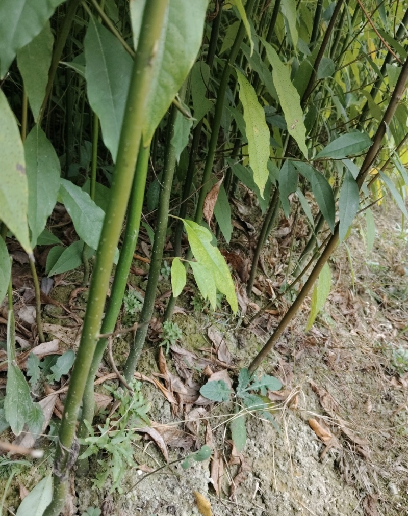 供应优质高产木姜苗，头年种子，第二结果欢迎来电