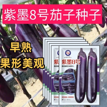 紫墨8号紫红长茄种子早熟座果多单果约300-400克左右