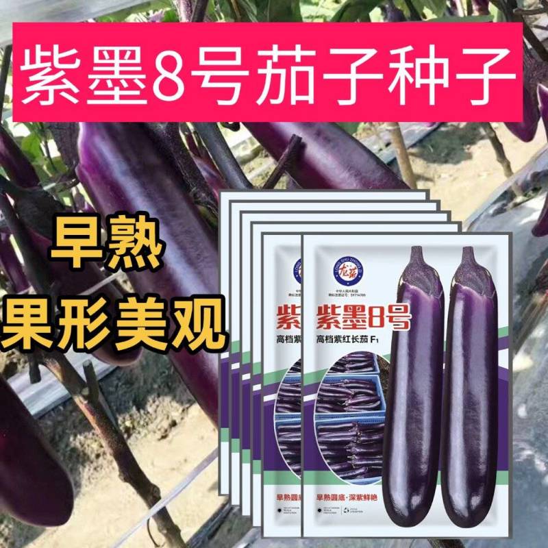 紫墨8号紫红长茄种子早熟座果多单果约300-400克左右