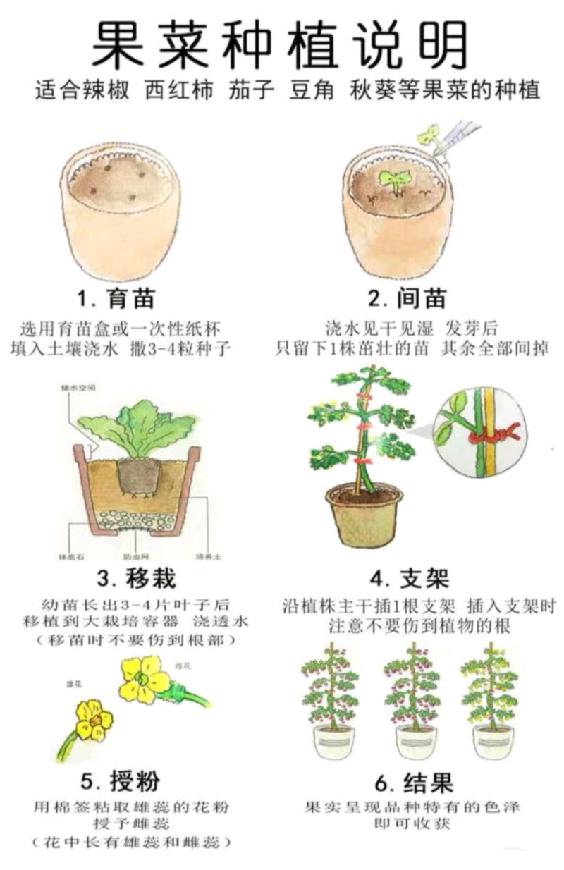 紫墨8号紫红长茄种子早熟座果多单果约300-400克左右