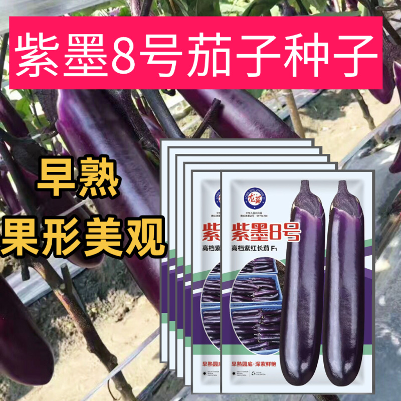 紫墨8号紫红长茄种子早熟座果多单果约300-400克左右