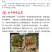 紫墨8号紫红长茄种子早熟座果多单果约300-400克左右