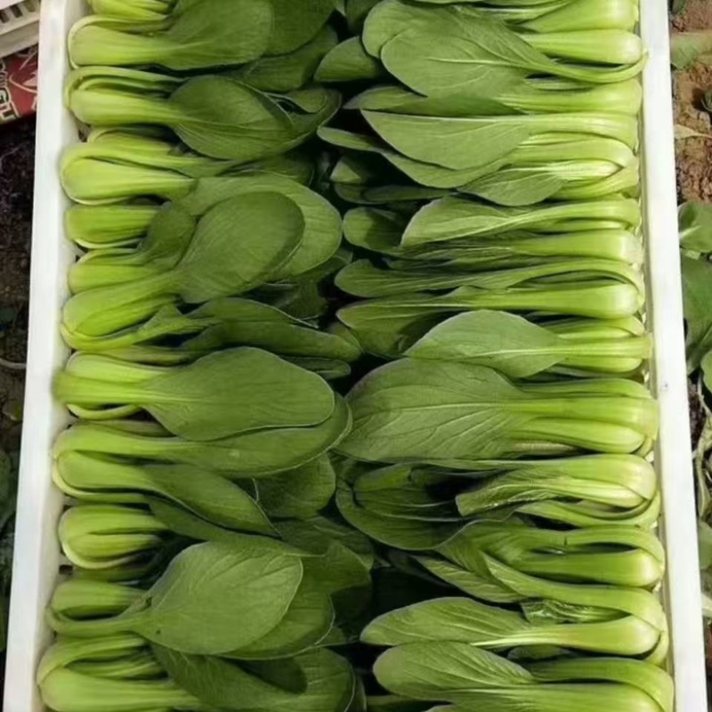油菜上海青蔬菜基地常年供货，诚信经营，产地直发，