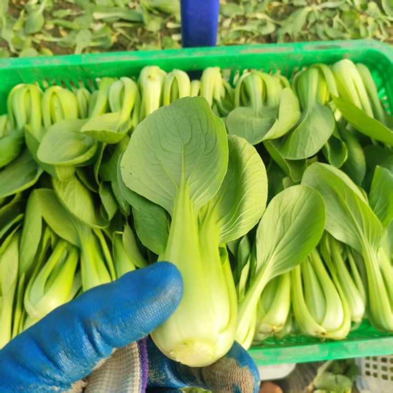 油菜上海青蔬菜基地常年供货，诚信经营，产地直发，