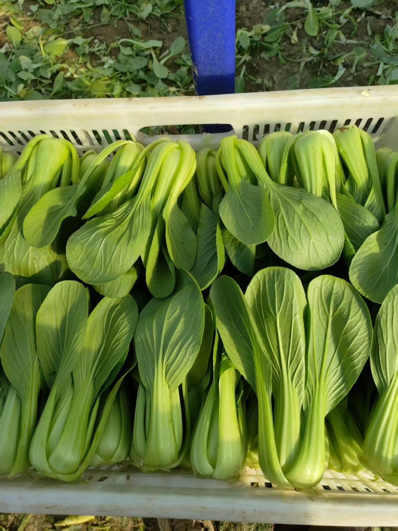 油菜上海青蔬菜基地常年供货，诚信经营，产地直发，