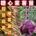 紫薯苗【济薯26/商薯15/哈蜜苗】脱毒原种苗/现货现发