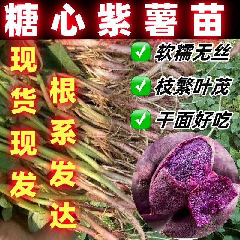 紫薯苗【济薯26/商薯15/哈蜜苗】脱毒原种苗/现货现发