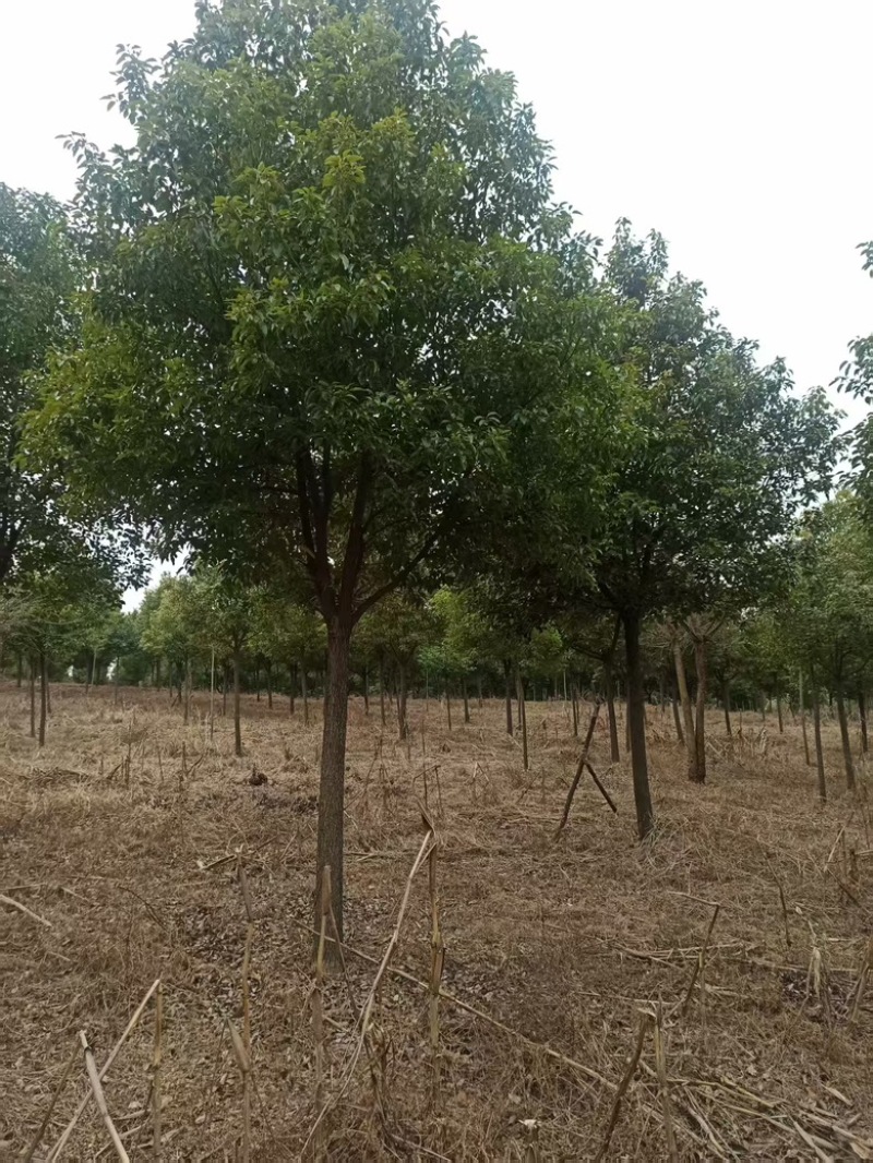 香樟树，朴树12-14公分，总计1000棵