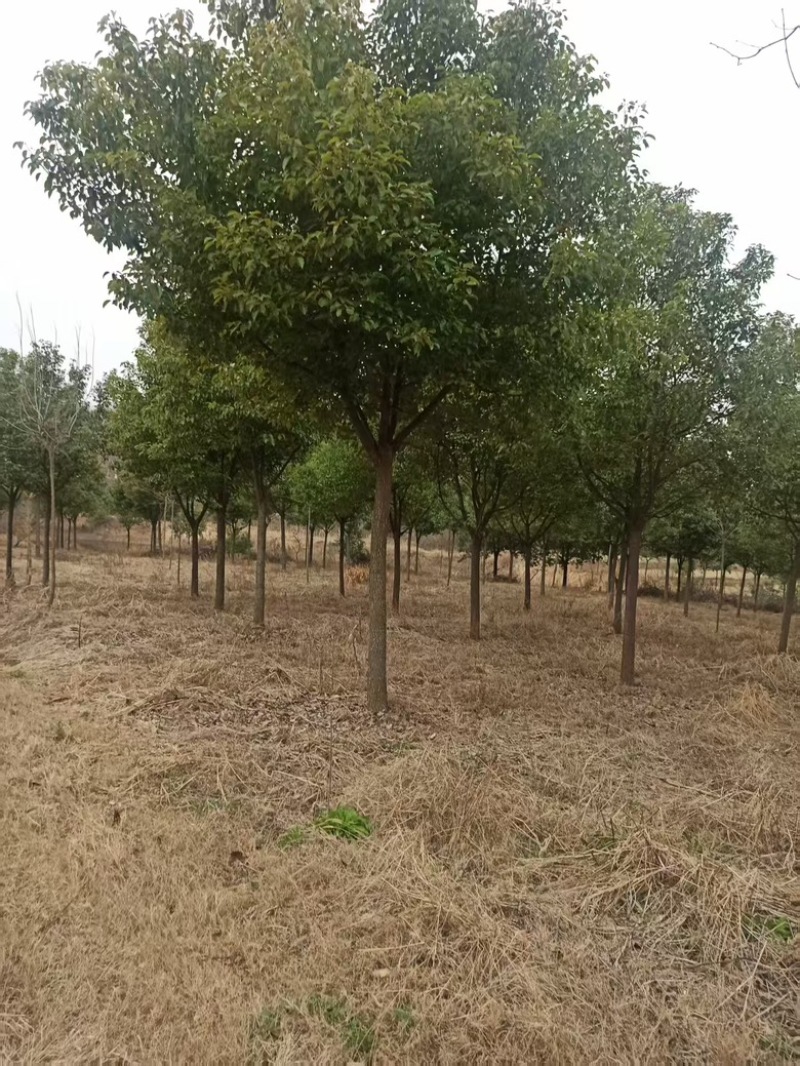 香樟树，朴树12-14公分，总计1000棵