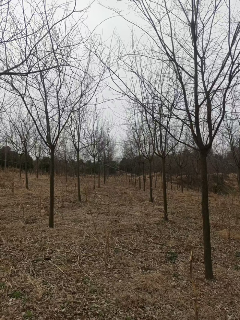 香樟树，朴树12-14公分，总计1000棵