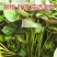 紫薯苗【济薯26/商薯15/哈蜜苗】脱毒原种苗/现货现发