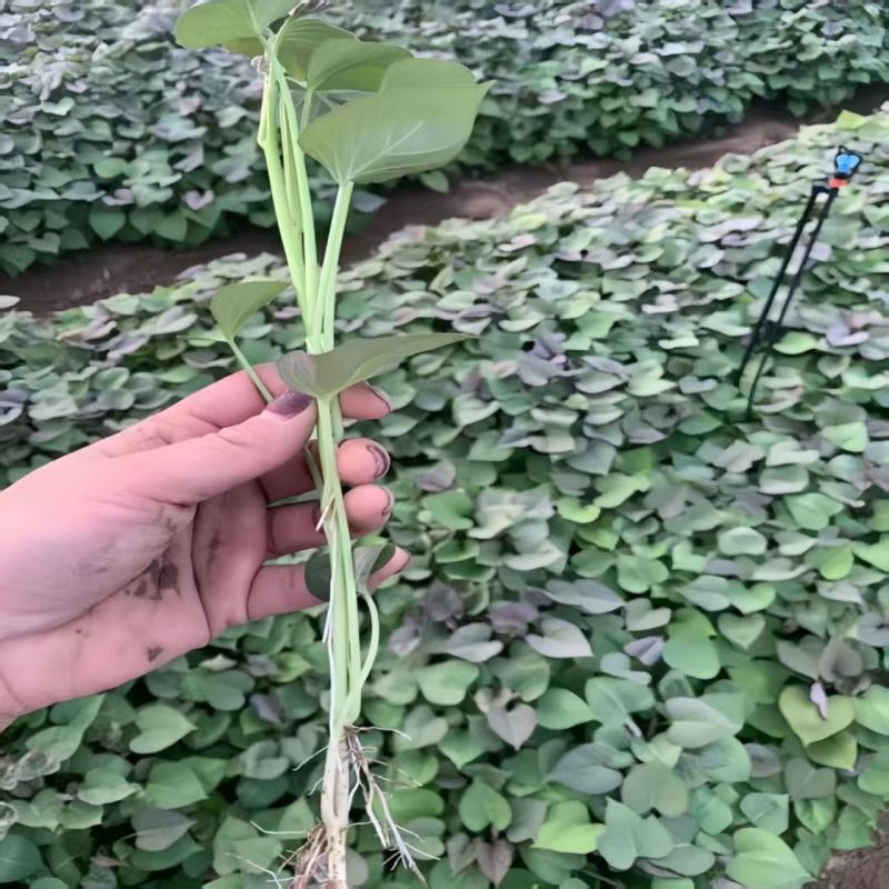 紫薯苗【济薯26/商薯15/哈蜜苗】脱毒原种苗/现货现发