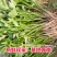 紫薯苗【济薯26/商薯15/哈蜜苗】脱毒原种苗/现货现发