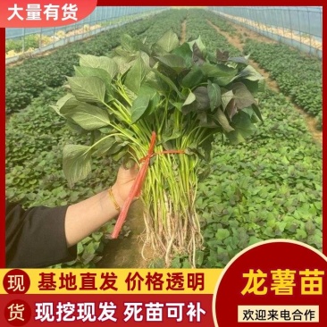 龙薯苗/龙薯九号红薯苗/龙薯苗子/龙九地瓜苗/保真包成活