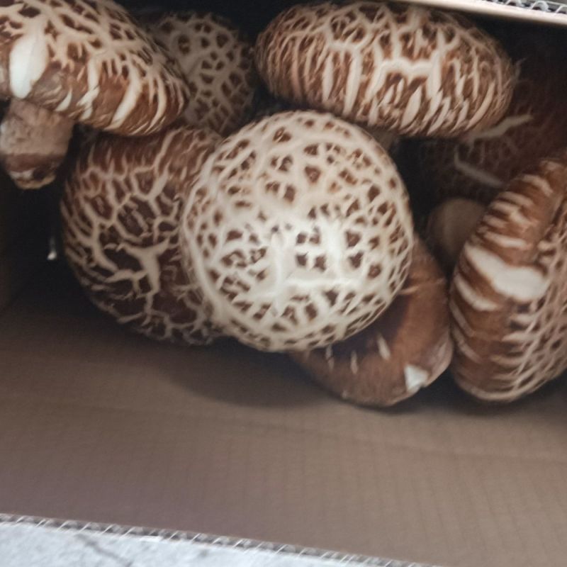 香菇鲜花菇产地直供常年供货细心挑选肉厚形状饱满