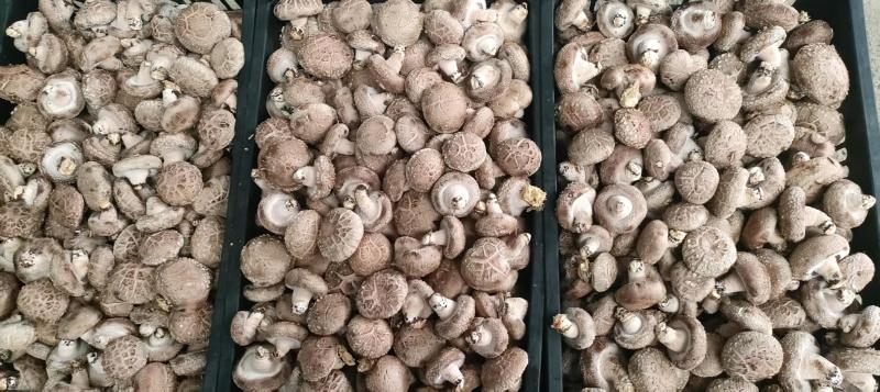 香菇鲜花菇产地直供常年供货细心挑选肉厚形状饱满