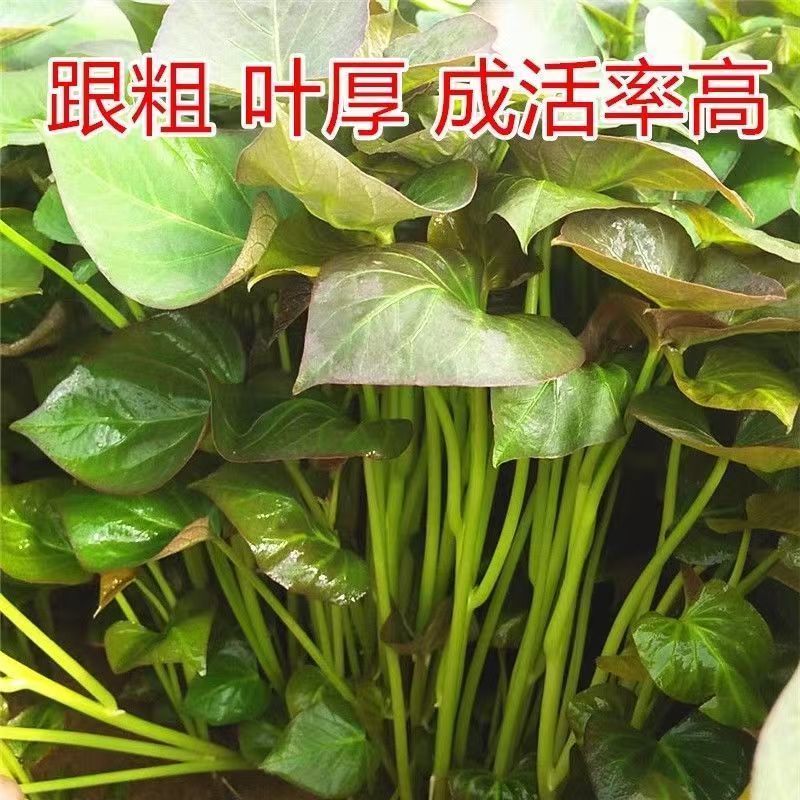 龙薯苗/龙薯九号红薯苗/龙薯苗子/龙九地瓜苗/保真包成活