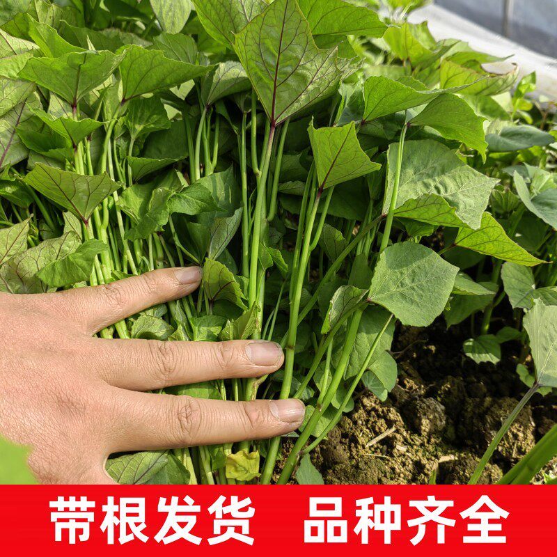 龙薯苗/龙薯九号红薯苗/龙薯苗子/龙九地瓜苗/保真包成活