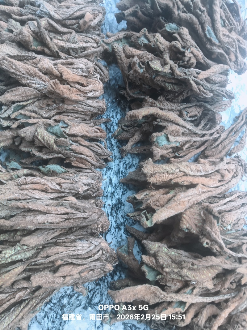 野生石上莲