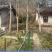 银古树