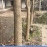 银古树