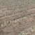 河北大葱,春葱新鲜上市价格美丽对接全国量大从优欢迎询价